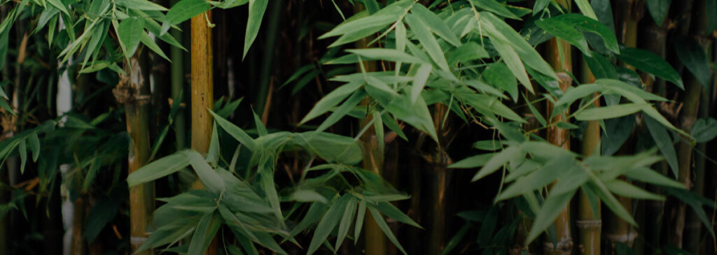 持続可能な包装ソリューション：循環経済における竹とバガスの役割